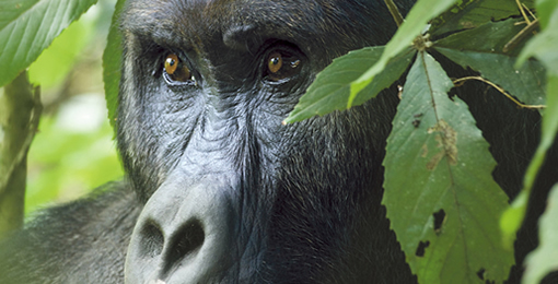 Gorilla Safarisn in Rwanda