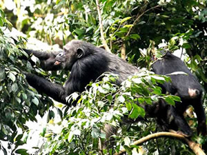 Chimpanzee Tracking in Nyungwe