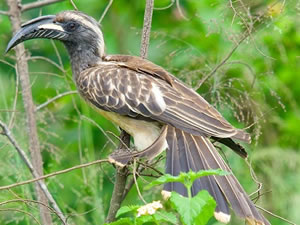 Birding in Akagera National Park