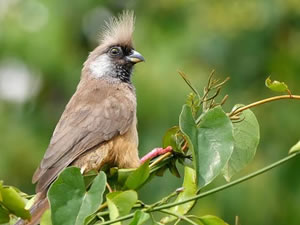 Birding in Bwindi