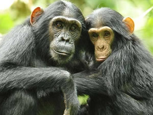 Chimpanzee Tracking in Kibale