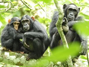 Chimpanzee Tracking in Virunga