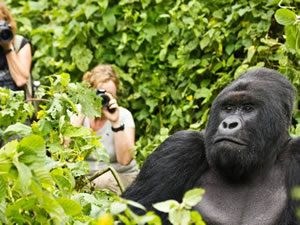 Gorilla Trekking in Virunga