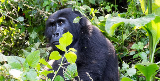 Gorillas in Volcanoes National Park