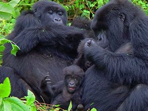 Gorilla Trek in Rwanda